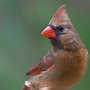 Female Cardinal