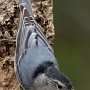 Nuthatch