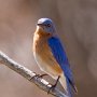 Bluebird
