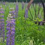 Lupine and Plow Vertical