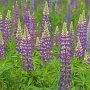 Lupine