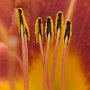 Day Lily