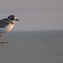 Semipalmated Plover