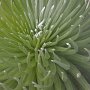 Silversword, Maui