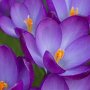 Crocus
