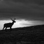 Elk, Colorado