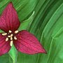 Purple Trillium