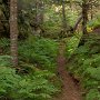 Trail thru ferns