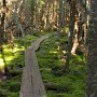 Bog bridges