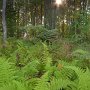 Fern sunset