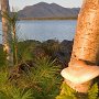 Bigelow Mushroom