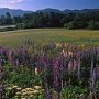 Sugar Hill, NH