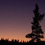 Lone Tree Sunset