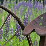Plow and Lupine, Sugar Hill, NH